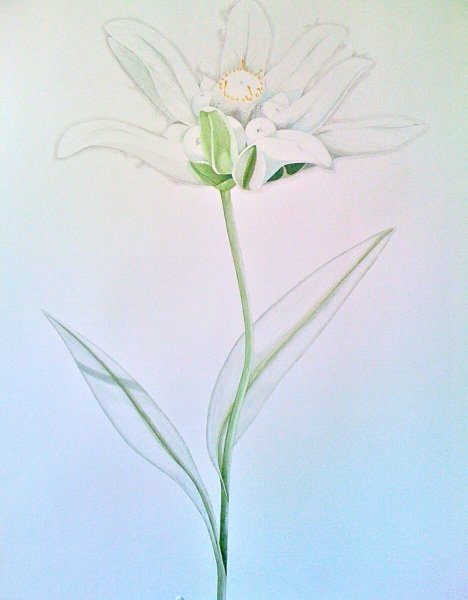 Эдельвейс цветок акварель