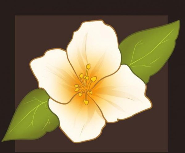 Жасмин нарисовать цветок