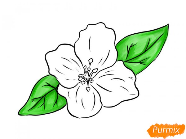 Белые цветы рисунок