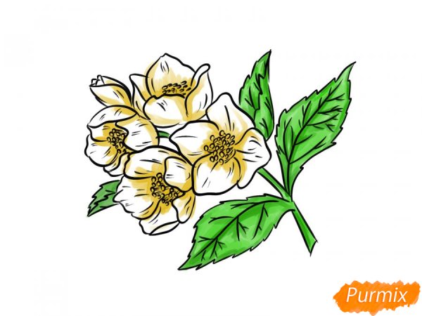 Цветок Жасмин карандашом