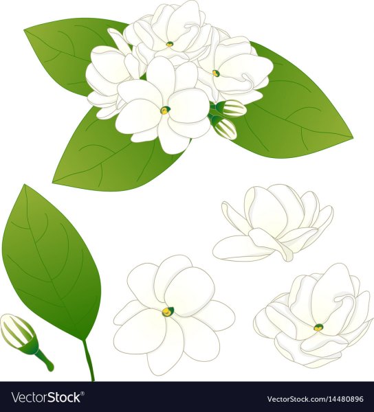 Жасмин цветок рисунок