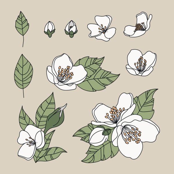 Цветок жасмина эскиз