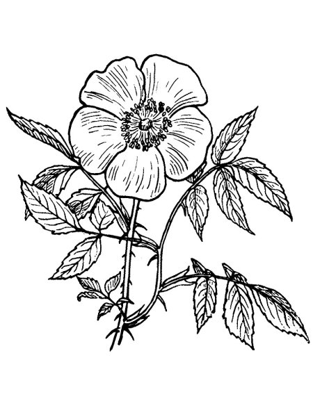 Цветы рисунок на прозрачном фоне карандашом