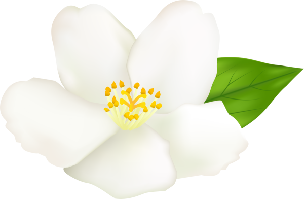 Цветок яблони раскраска