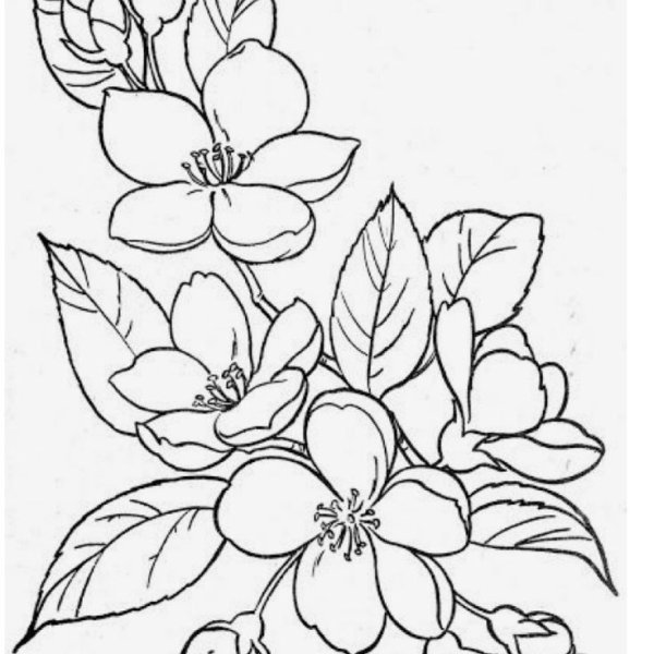 Цветок жасмина эскиз