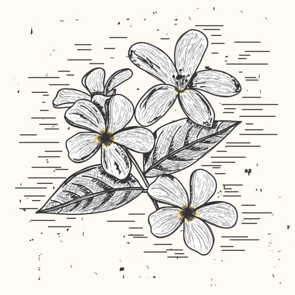 Цветок жасмина рисунок карандашом