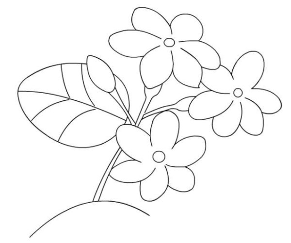 Жасмин акварелью эскиз