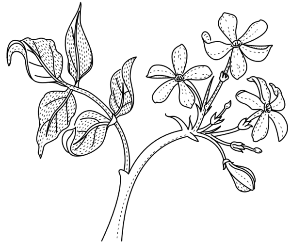 Нарисовать растение