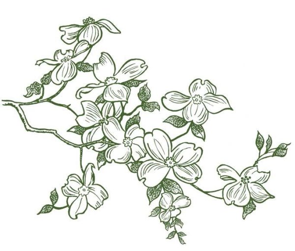 Эскиз жасмина