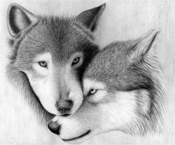 Волк рисунок