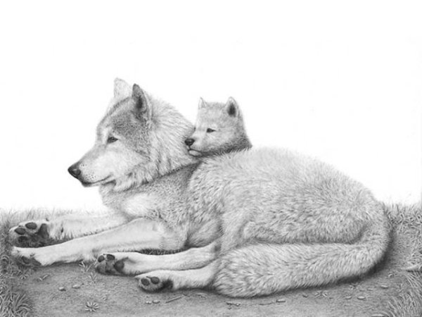 Волчица с волчатами карандашом