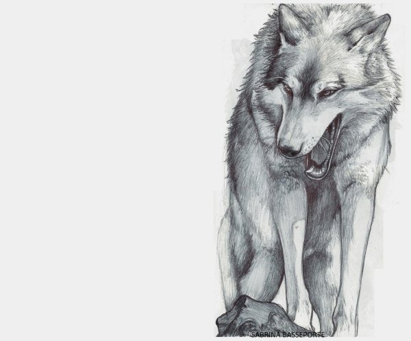 Волк рисунок набросок
