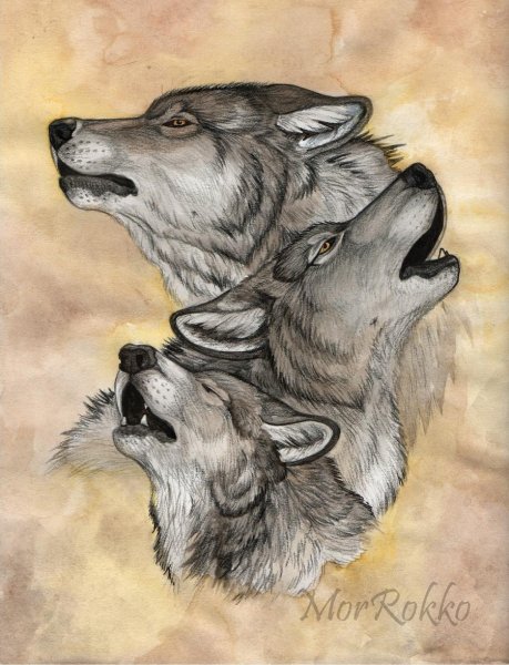 Волчица с волчатами рисунок карандашом