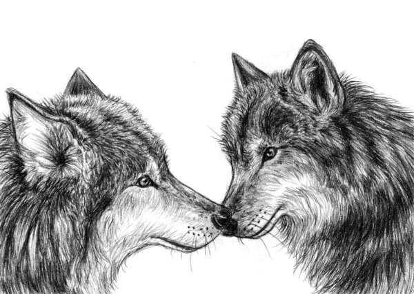 Волк простым карандашом