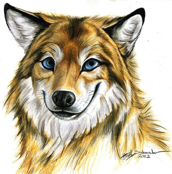 Волчата рисунки цветные