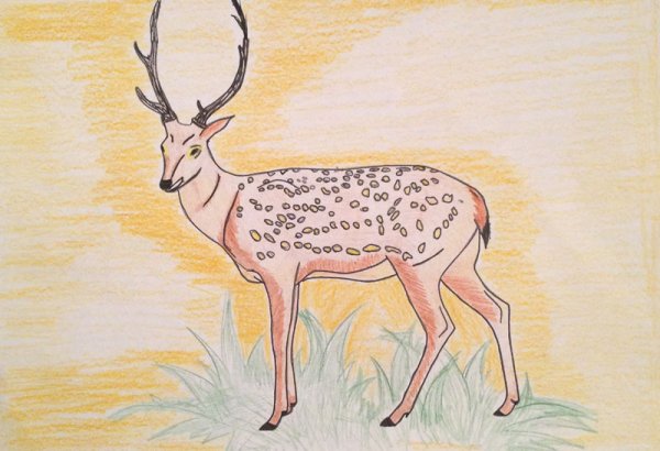 Пятнистый олень раскраска