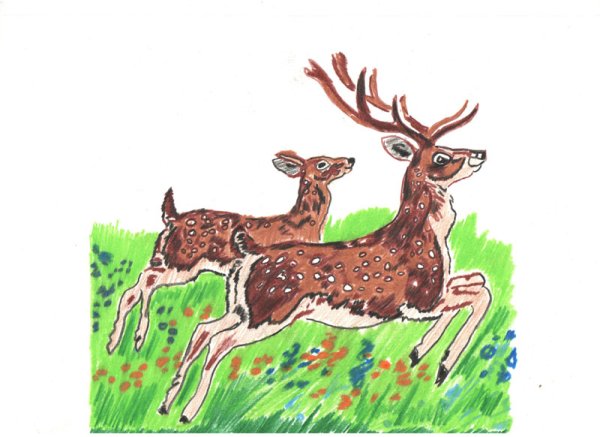 Уссурийский пятнистый олень раскраска