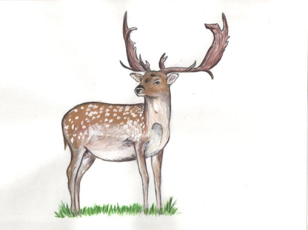 Уссурийский пятнистый олень Cervus Nippon hortulorum