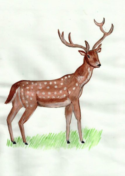 Пятнистый олень нарисовать