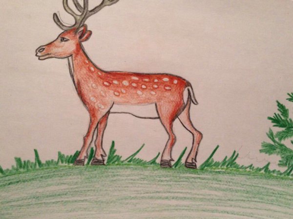 Пятнистый олень карандашом