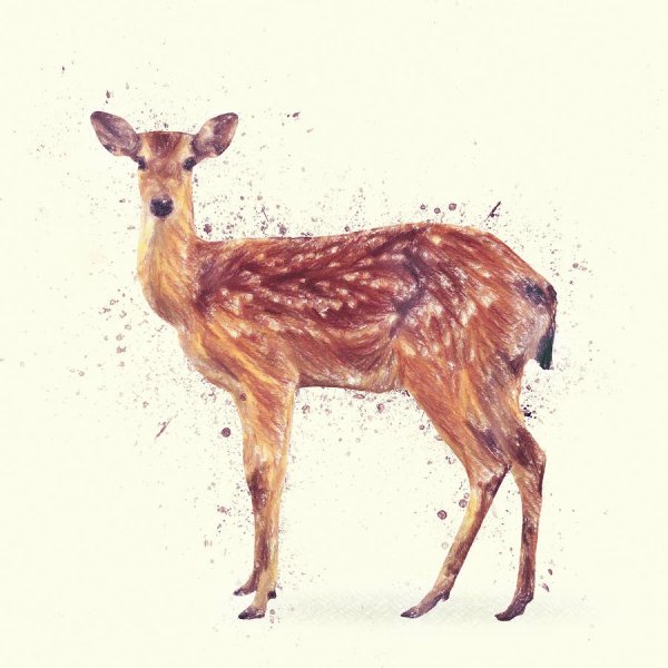 Иллюстрации животных Лань