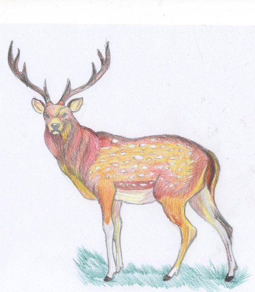 Пятнистый олень раскраска