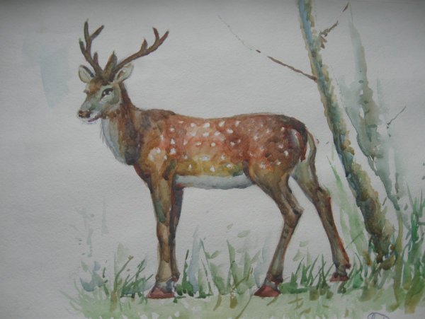 Животные России рисунок