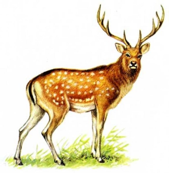 Уссурийского пятнистого оленя (аборигенные популяции)