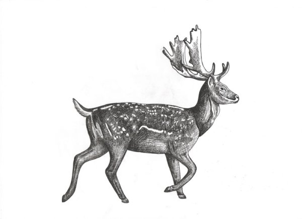 Пятнистый олень карандашом