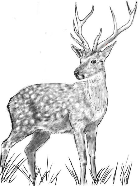 Олень рисунок карандашом