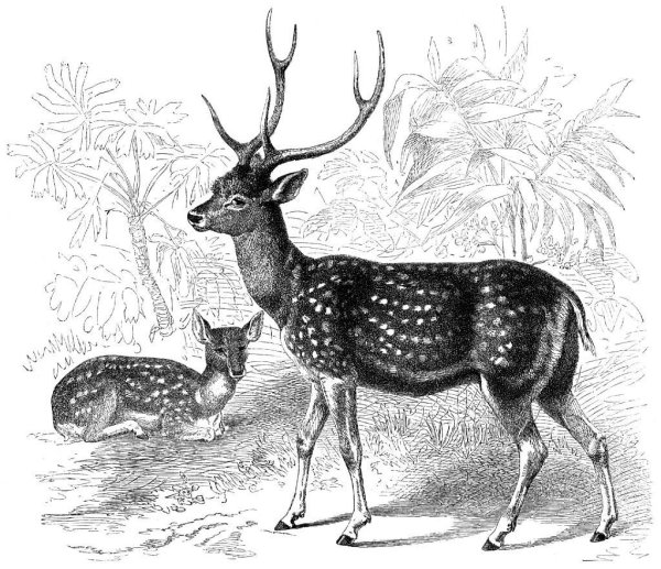 Пятнистый олень карандашом