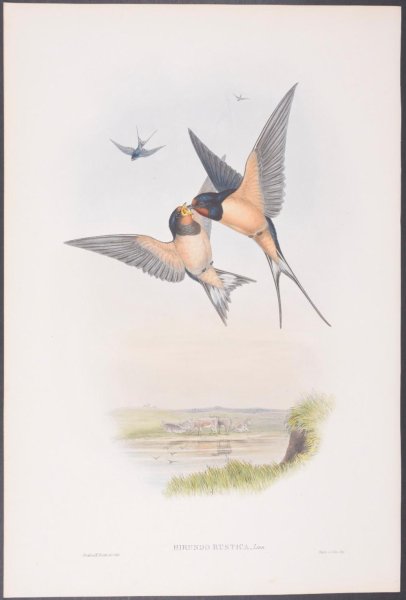 Иллюстрация к стихотворению Фета ласточки пропали