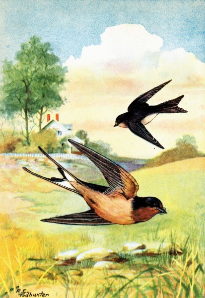 Стих Фета ласточки пропали