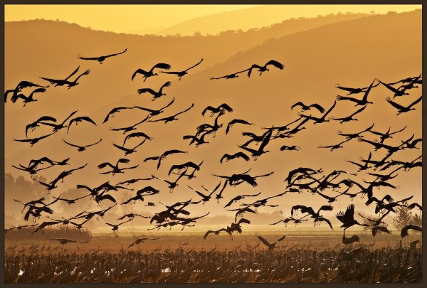 Стих ласточки пропали