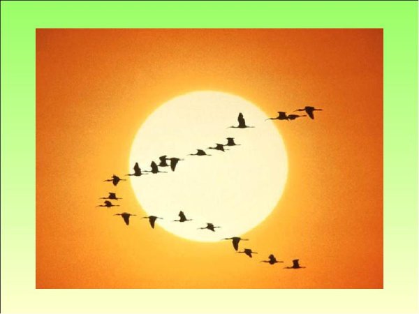 Ласточки пропали Фет иллюстрации