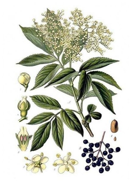 Бузина куст