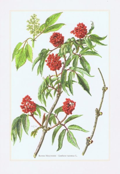 Бузина черная рисунок