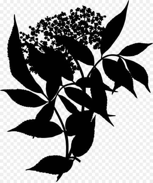 Бузина черная Ботанический рисунок