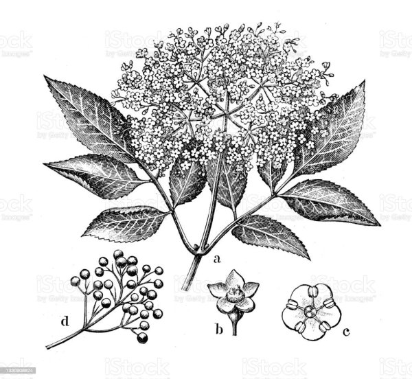 Бузина куст