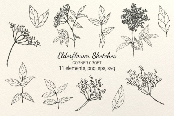 Бузина Ботаническая иллюстрация