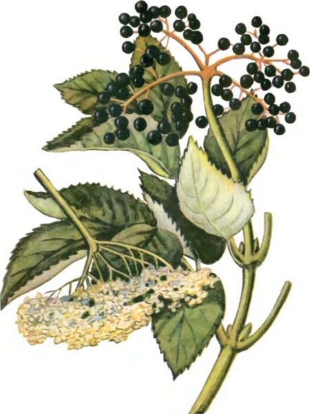 Бузина черная Ботаническая иллюстрация