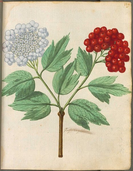 Бузина для детей