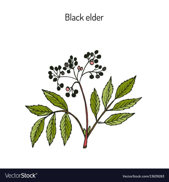 Бузина Ботаническая иллюстрация