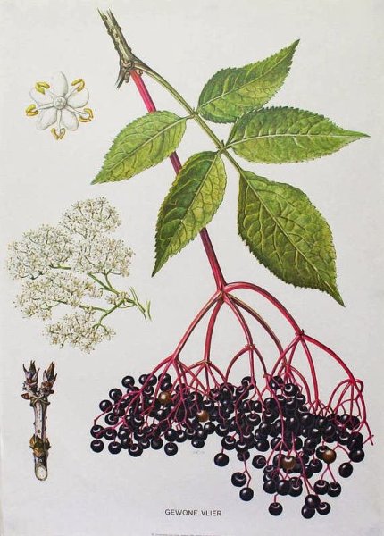 Бузина чёрная