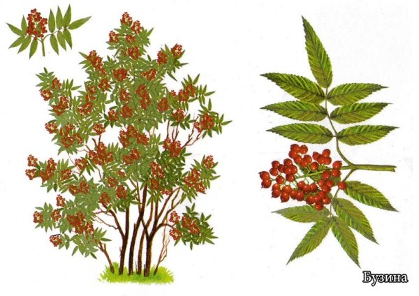 Бузина кистистая побег