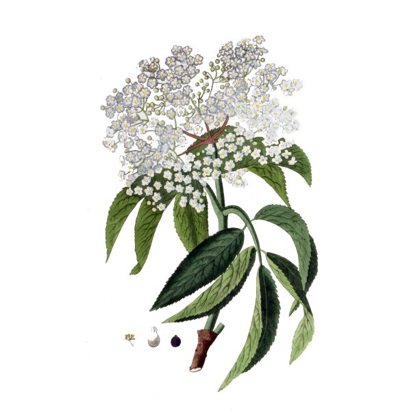 Бузина черная побег