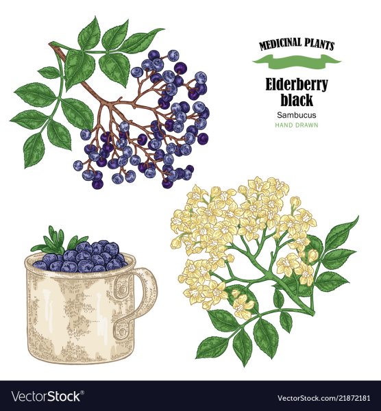 Бузина раскраска для детей