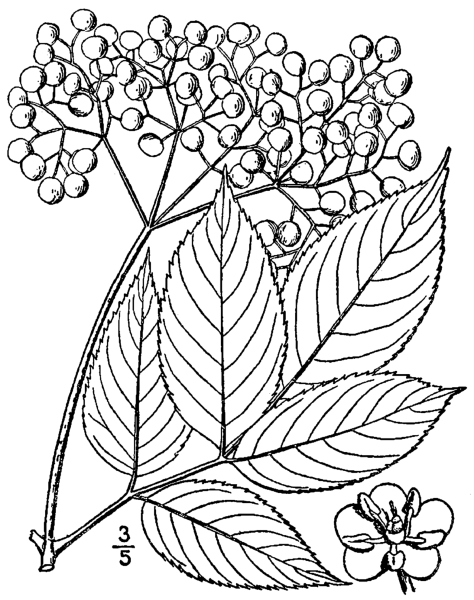 Бузина черная Фармакогнозия