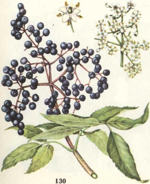 Бузина черемуха