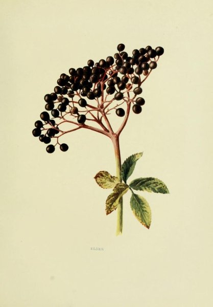 Бузина черная Фармакогнозия